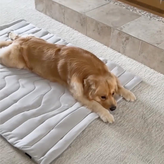 Tapis Rafraichissant pour chien
